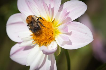 Fly on the Dahlia