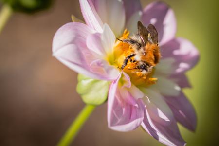 Fly on the Dahlia