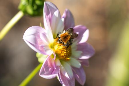 Fly on the Dahlia