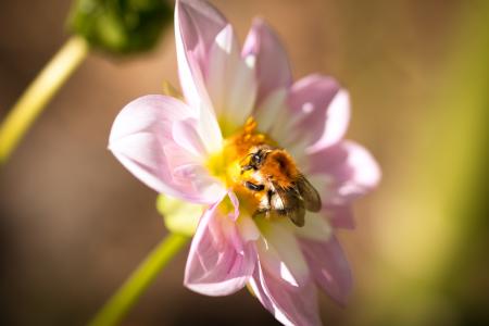 Fly on the Dahlia