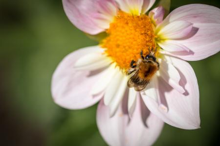 Fly on the Dahlia