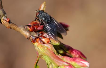 Fly on the Flower