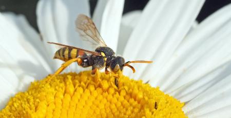 Fly on the Flower