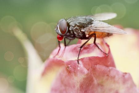 Fly on the Flower