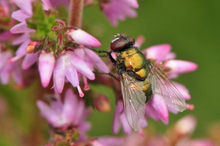 Fly on the Flower