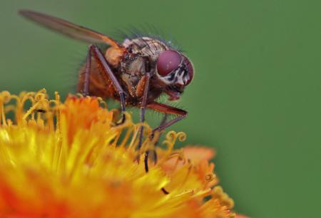 Fly on the Flower