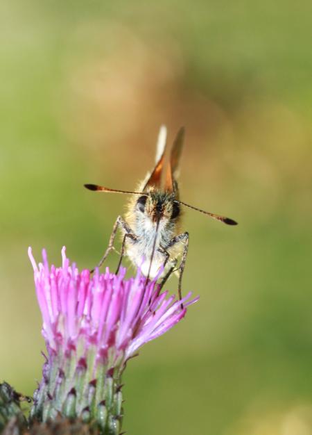 Fly on the Flower