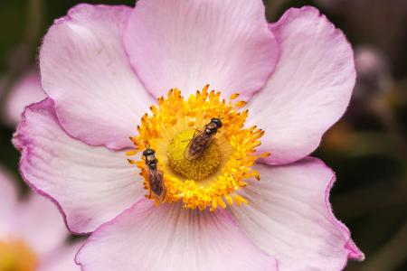 Fly on the Flower