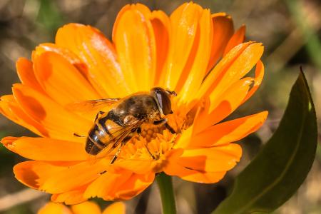 Fly on the Flower