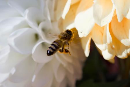 Fly on the Flower