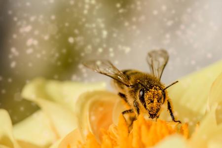 Fly on the Flower