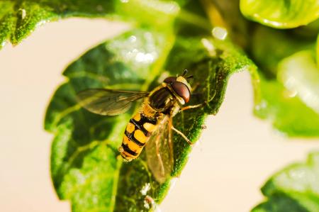 Fly on the Flower