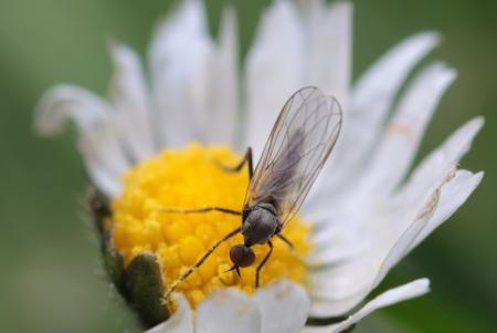 Fly on the Flower