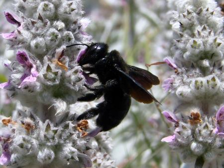 Fly on the Flowers