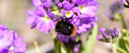 Fly on the Flowers