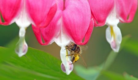 Fly on the Flowers