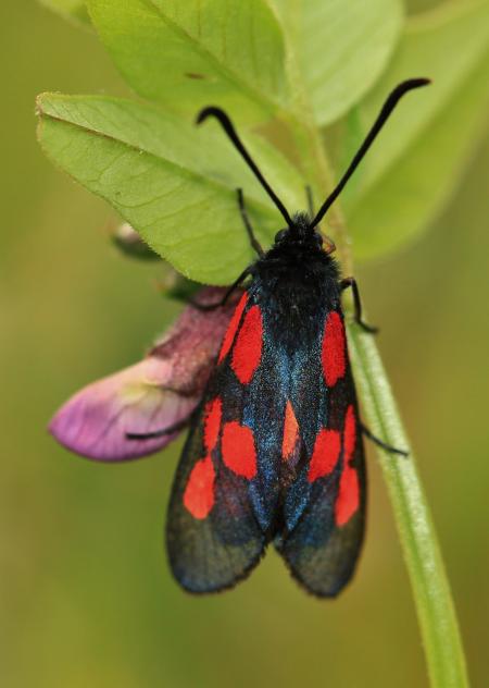 Fly on the Plant