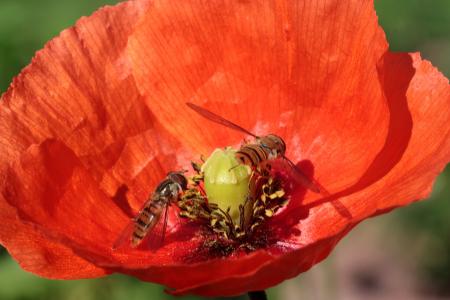 Fly on the Poppy