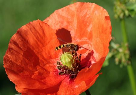 Fly on the Poppy