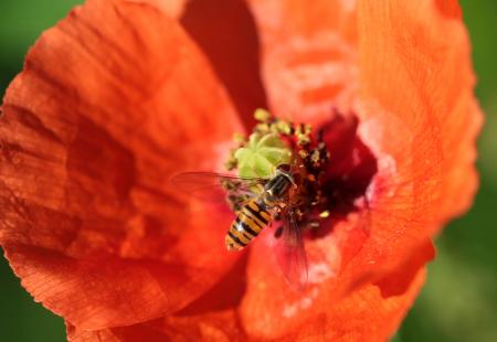 Fly on the Poppy