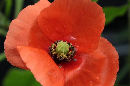 Fly on the Poppy