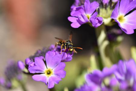 Fly on the Primrose