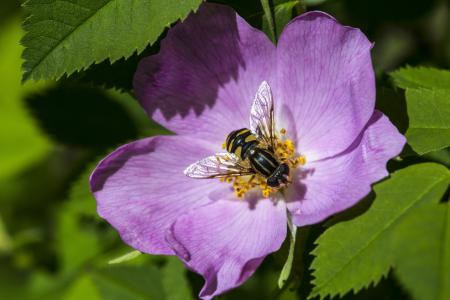 Fly on the Rose