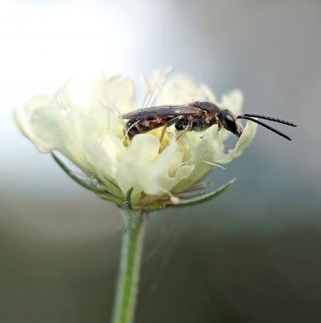 Fly on the White Flower