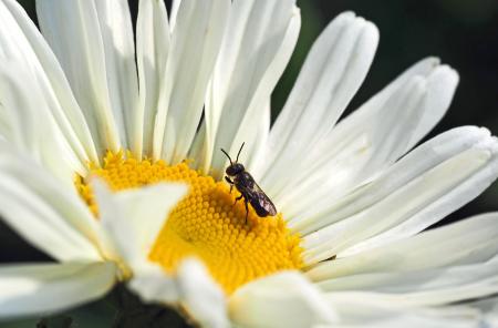 Fly on the White Flower