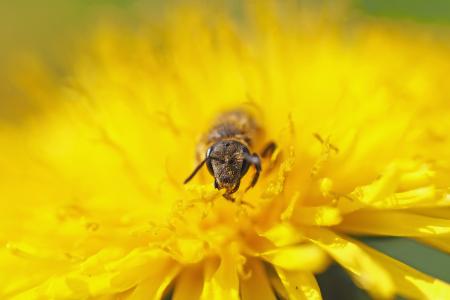 Fly on the Yellow Flower