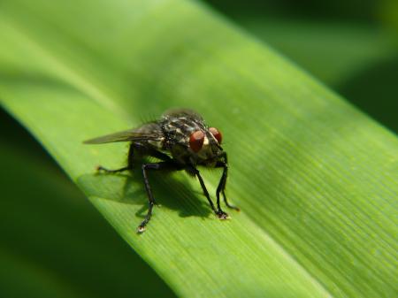 Fly sitting on grass macro