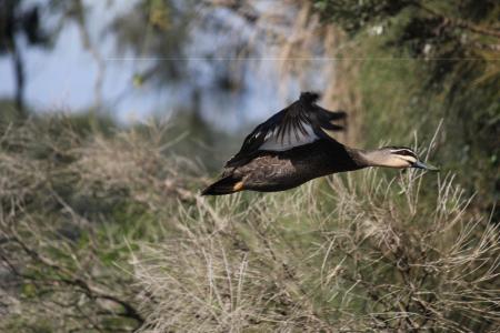 Flying duck