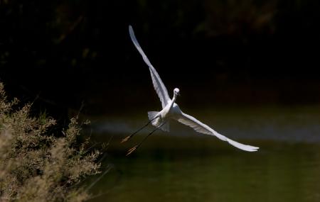 Flying Egret