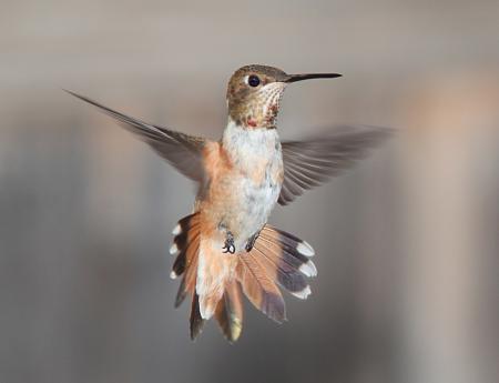 Flying Hummingbird