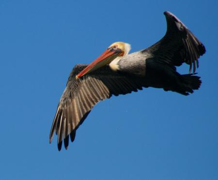 Flying Pelican
