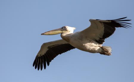 Flying Pelican