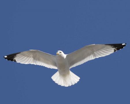 Flying Seagull