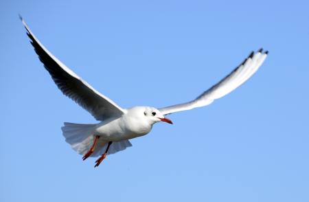 Flying Seagull