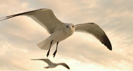 Flying Seagull