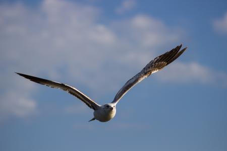 Flying Seagull