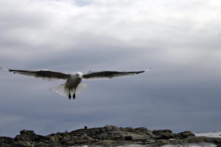 Flying Seagull