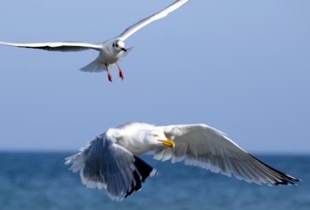 Flying Seagulls