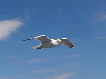 Seagull Flying