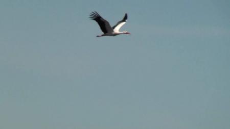 Flying Stork