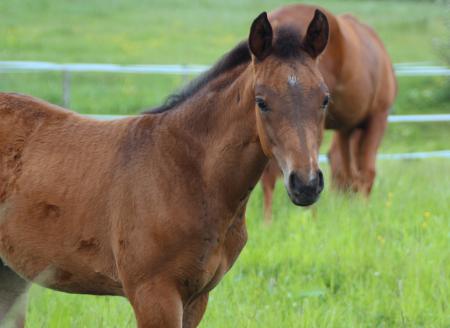 Foal in the Farm