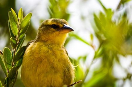 Focal Focus Photography of City Bird