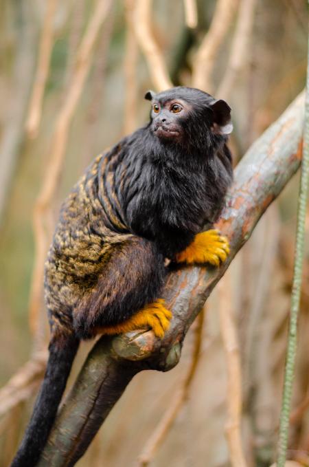 Focus Photo of Red-Handed Tamarin