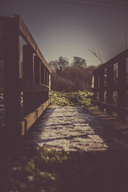 Focus Photography of Bridge Facing Tall Trees