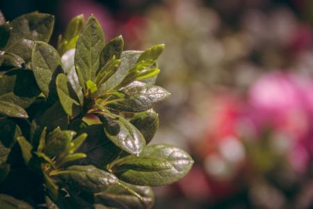 Focus Photography of Leaves