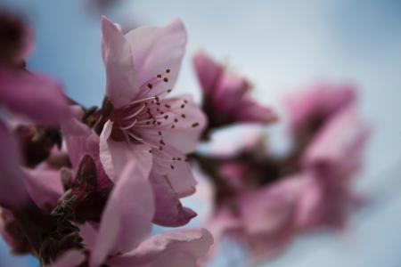 Focus Photography of Pink Flowers